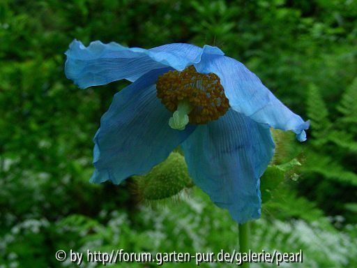 Blauer Mohn von vorne