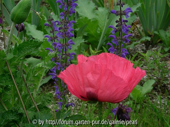 Glowing Rose mit Wiesensalbei