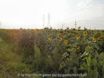 sonnenblume3.jpg
