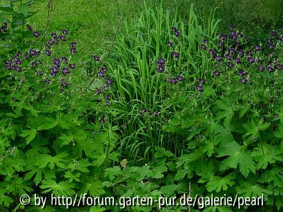 Brauner Storchschnabel mit blauen Blüten
