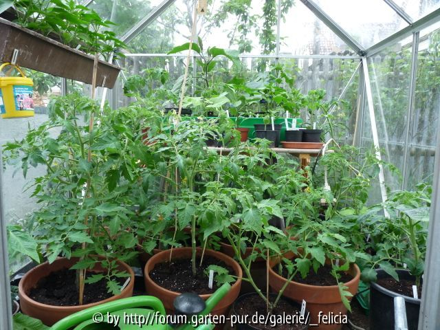 Tomaten 14.5.09 im Gewächshaus