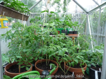 Tomaten 14.5.09 im Gewächshaus