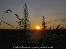 sonnenuntergang1.jpg