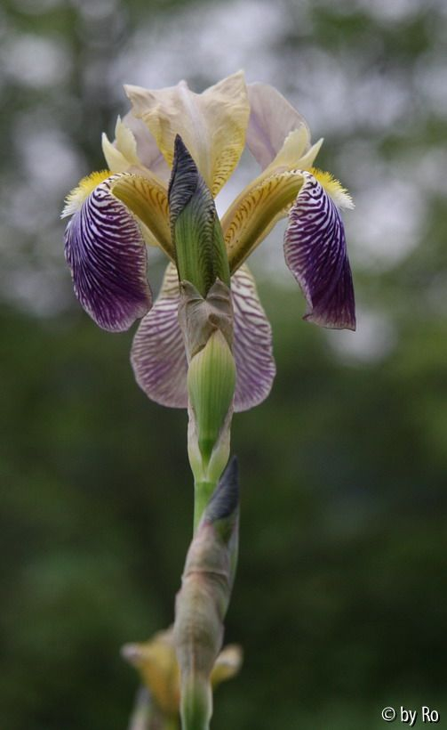 Iris squalens 2009