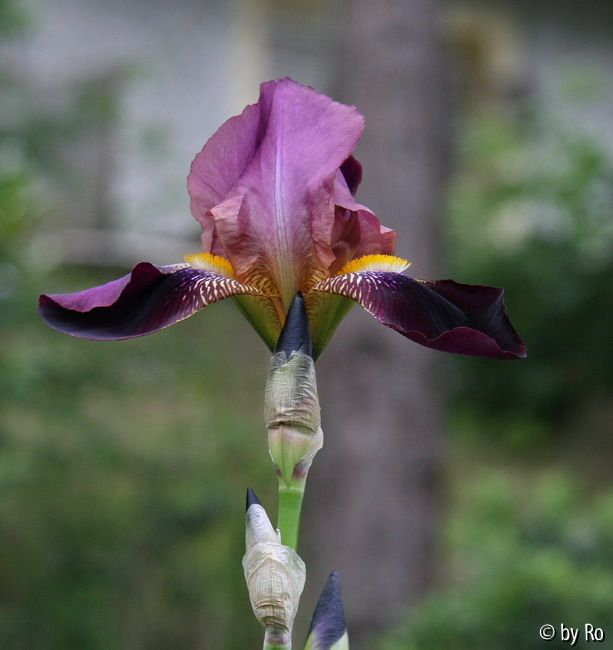 Entfaltung violett