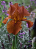Rusticana