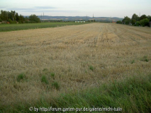 stoppelfeld.jpg
