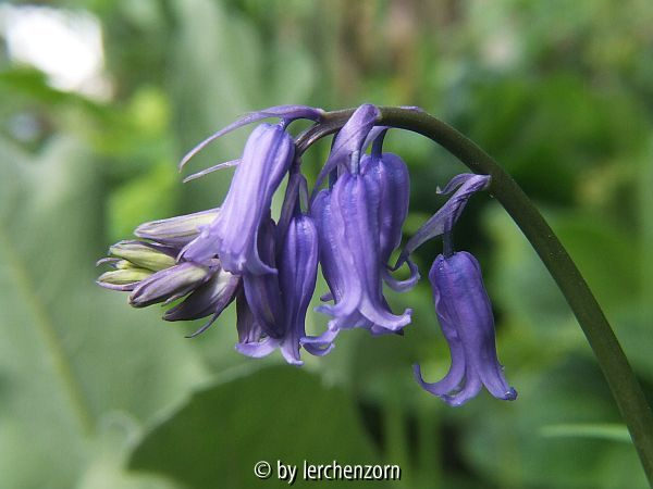Hasenglöckchen, Bluebells (Hyacinthoides non-scripta)