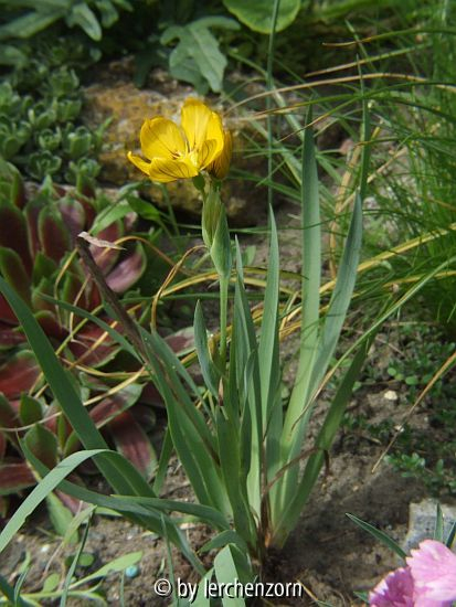 Großfrüchtiges Grasschwertel (Sisyrinchium macrocarpon)