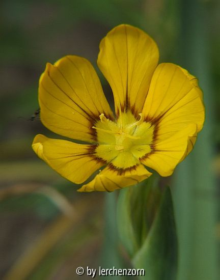Großfrüchtiges Grasschwertel (Sisyrinchium macrocarpon)