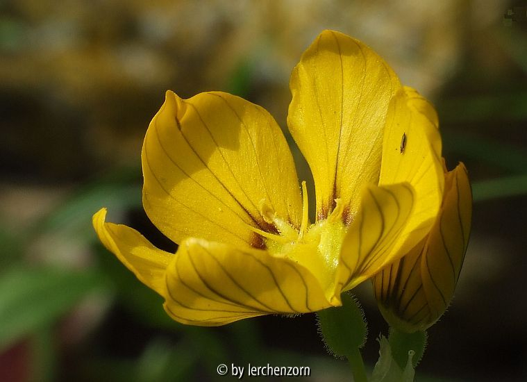 Großfrüchtiges Grasschwertel (Sisyrinchium macrocarpon)