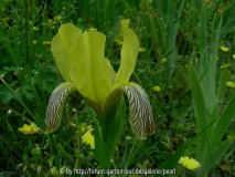 Iris variegata [ln Klek] Simon seitlich