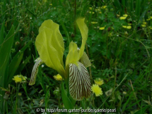Iris variegata [ln Klek] Simon H