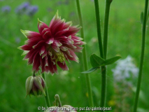 Aquilegia Nora Barlow