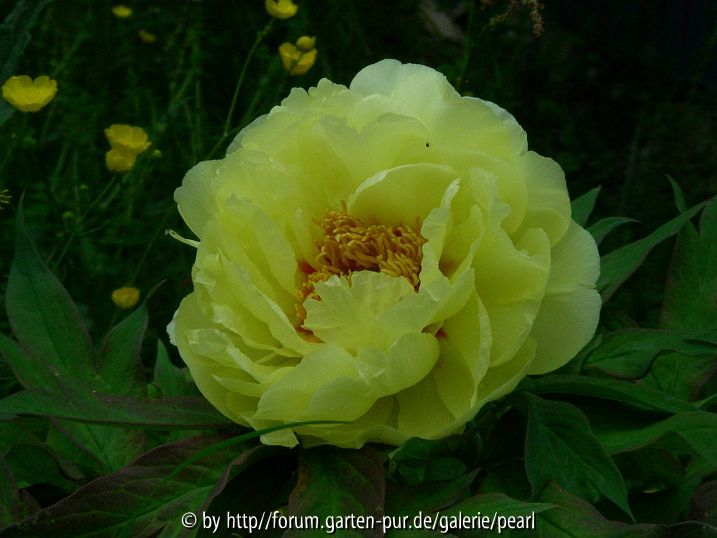 Paeonia lutea gefüllt besser