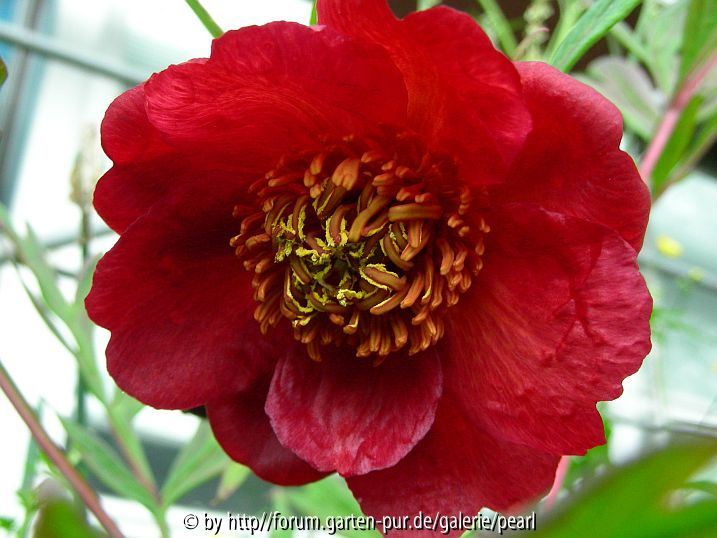 Paeonia delavayi rote Form
