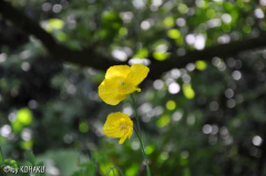 schöner Farbtupfer im tiefen Schatten