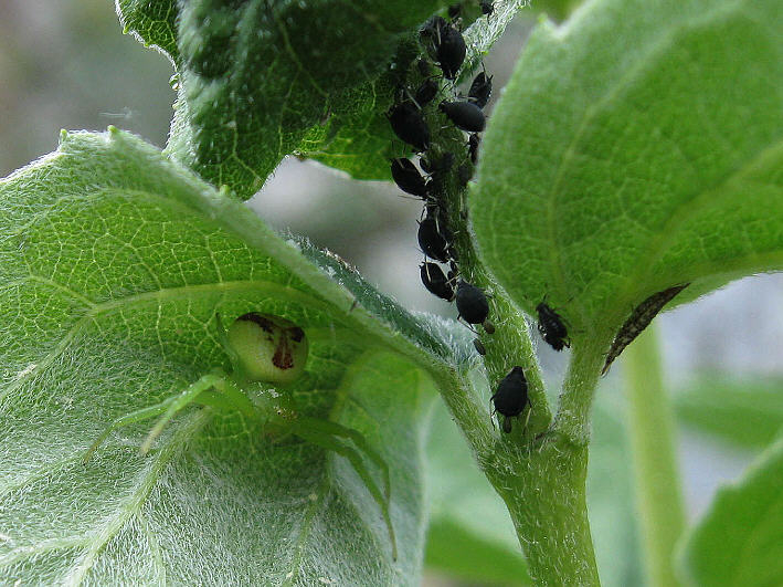 Spinne und Beute
