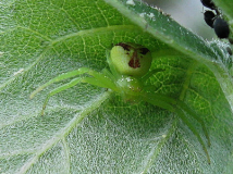 Spinne