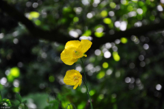 Farbtupfer im tiefen Schatten