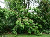 Cornus kousa  Satomi