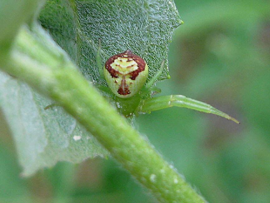 Spinne 2
