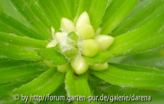 Lilium bulbiferum ssp. bulbiferum 16. Mai Knospe