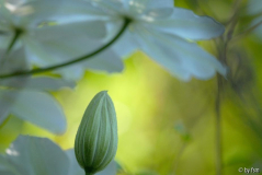 Clematis Sylvia 1 16-05-2009