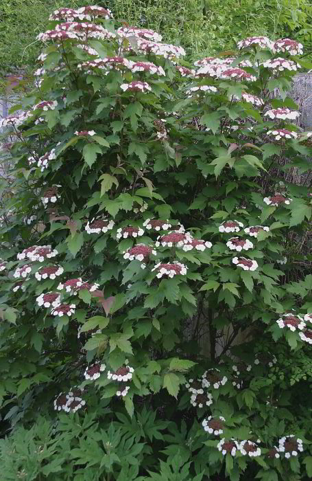 Viburnum sargentii 'Onondaga'