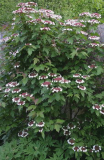 Viburnum sargentii 'Onondaga'