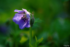 Geranium Johnson Blue 1 16-05-2009