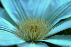 Clematis Sylvia 2 16-05-2009