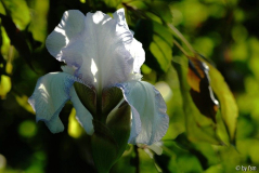 Iris X 1 16-05-2009