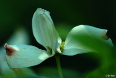 Cornus 1 16-05-2009