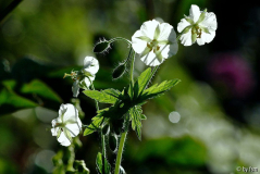 Geranium Phaeum Album 1 16-05-2009
