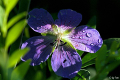 Geranium Johnson Blue 2 16-05-2009