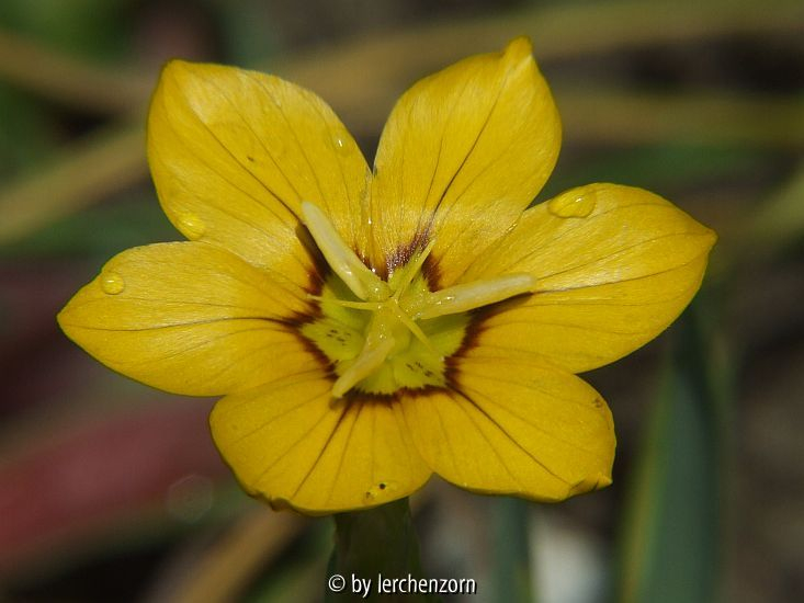 Großfrüchtiges Grasschwertel (Sisyrinchium macrocarpon)