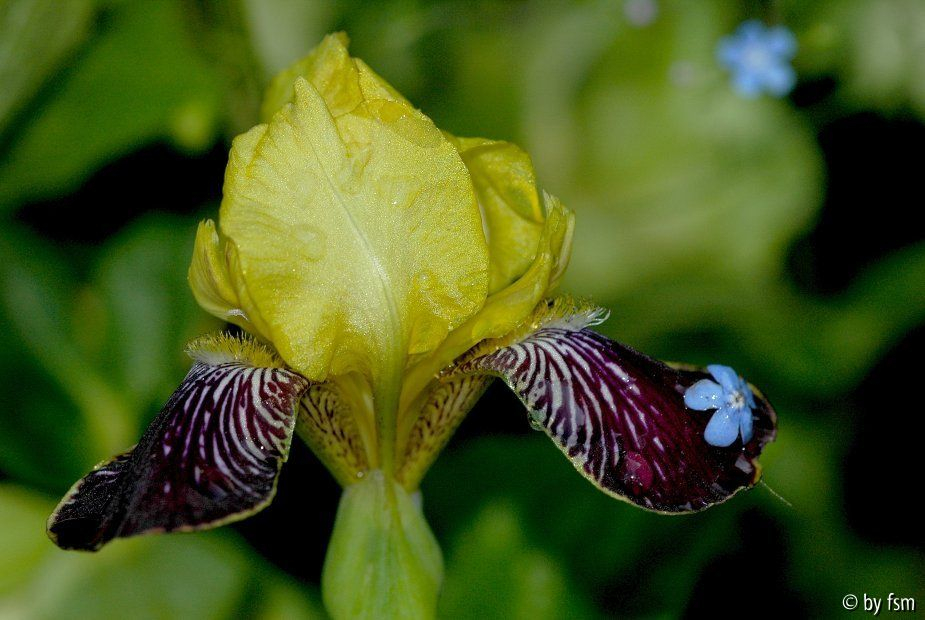  Iris Bumblebee Deelite 1 16-05-2009