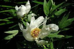 Paeonia X 1 16-05-2009