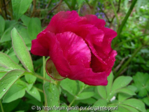Paeonia officinalis Sämling offen