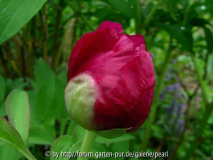 Paeonia officinalis Sämling zu