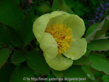 Paeonia mlokosewitchii Sämling MS