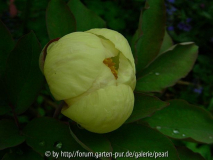 Paeonia mlokosewitchii Sämling MS zu