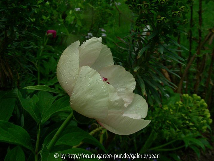 Paeonia Frau F Schale
