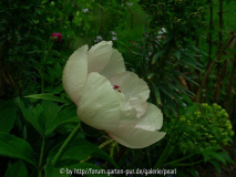 Paeonia Frau F Schale