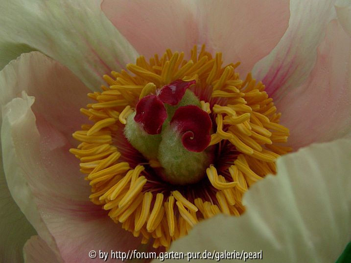 Paeonia Frau F nah 3