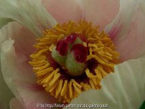 Paeonia Frau F nah 3