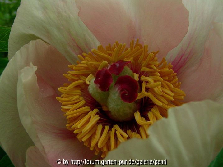 Paeonia Frau F nah 2