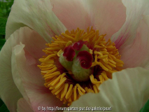 Paeonia Frau F nah 2