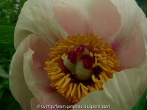 Paeonia Frau F nah 1